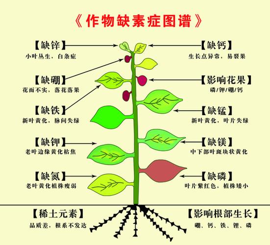 氮元素与植物的关系（氮元素在植物中属于）-第2张图片-多多自然网