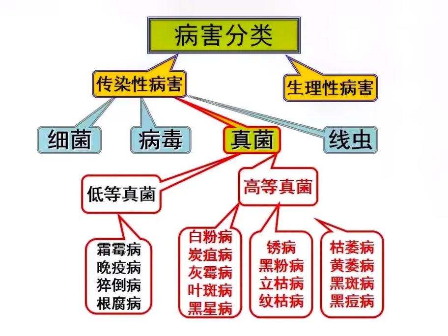 病毒与植物间的关系（植物与病毒互作）-第1张图片-多多自然网