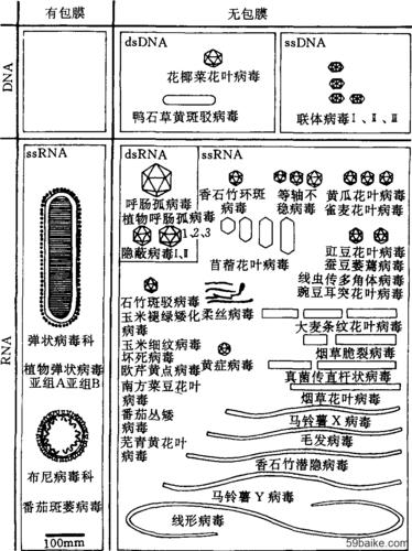 病毒与植物间的关系（植物与病毒互作）-第3张图片-多多自然网