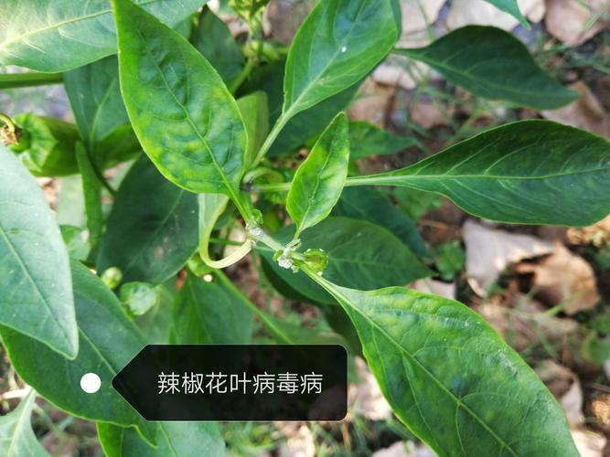 病毒与植物间的关系（植物与病毒互作）-第4张图片-多多自然网