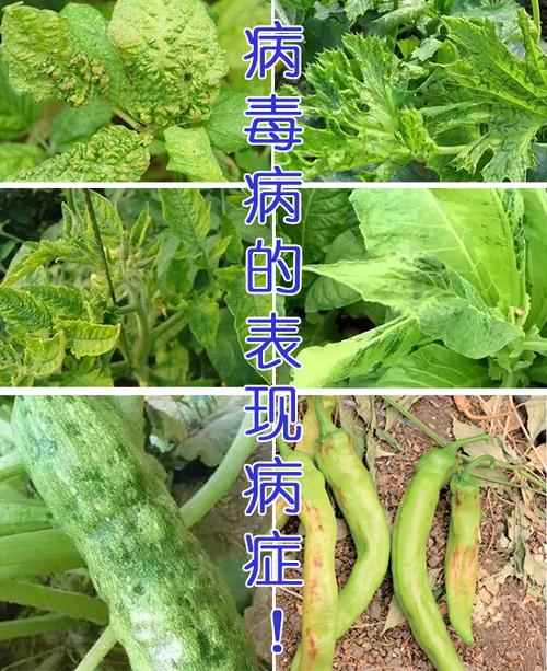 病毒与植物间的关系（植物与病毒互作）-第6张图片-多多自然网