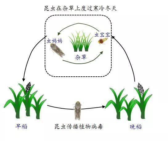 病毒与植物间的关系（植物与病毒互作）-第7张图片-多多自然网