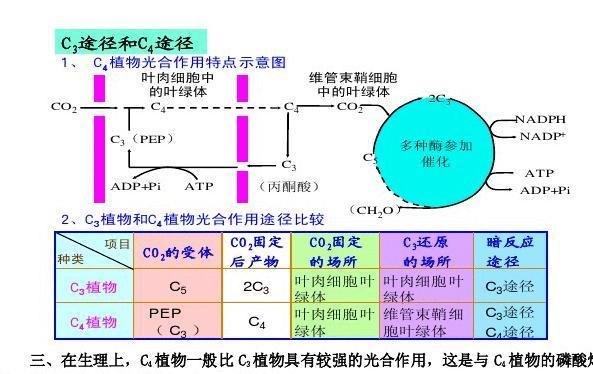 丙烯花与植物的关系（丙烯植物画）-第4张图片-多多自然网