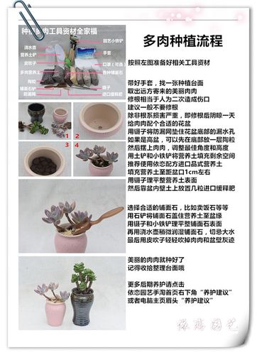 关于植物的养护知识（关于植物的养殖方法）-第1张图片-多多自然网