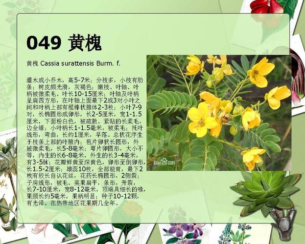 百科植物知识（百科 植物）-第6张图片-多多自然网