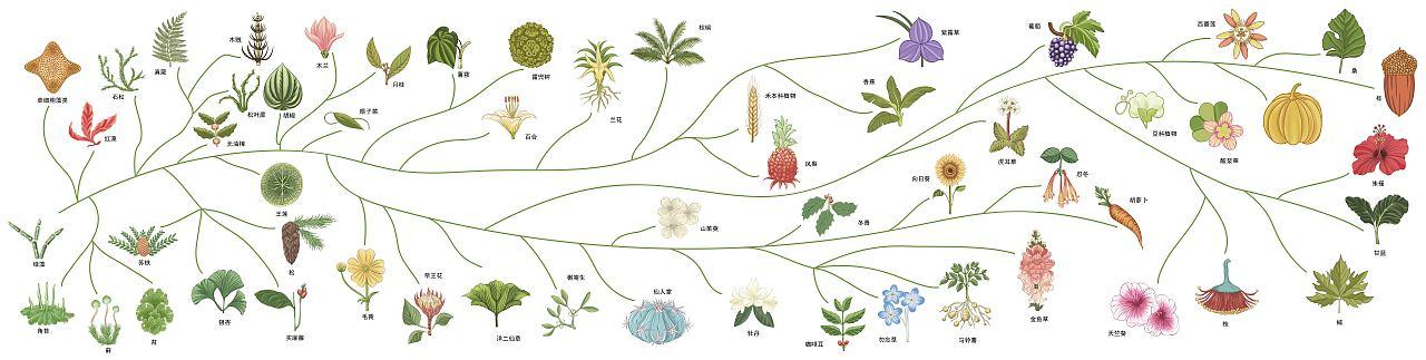 带刺植物起源与发展的关系（带刺植物起源与发展的关系图）-第1张图片-多多自然网