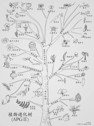 带刺植物起源与发展的关系（带刺植物起源与发展的关系图）-第2张图片-多多自然网