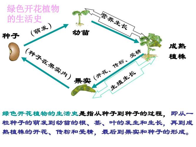 带刺植物起源与发展的关系（带刺植物起源与发展的关系图）-第3张图片-多多自然网