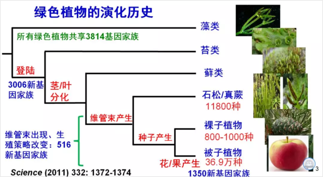 带刺植物起源与发展的关系（带刺植物起源与发展的关系图）-第4张图片-多多自然网