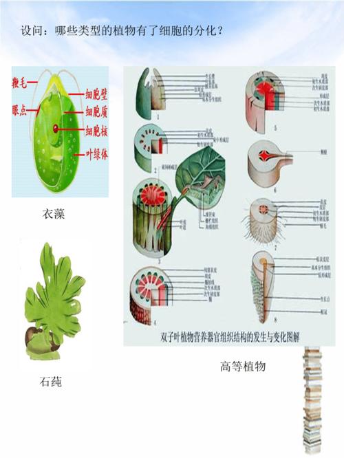 带刺植物起源与发展的关系（带刺植物起源与发展的关系图）-第6张图片-多多自然网