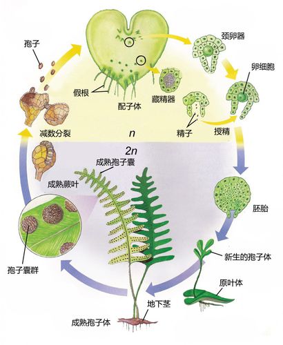 带刺植物起源与发展的关系（带刺植物起源与发展的关系图）-第8张图片-多多自然网