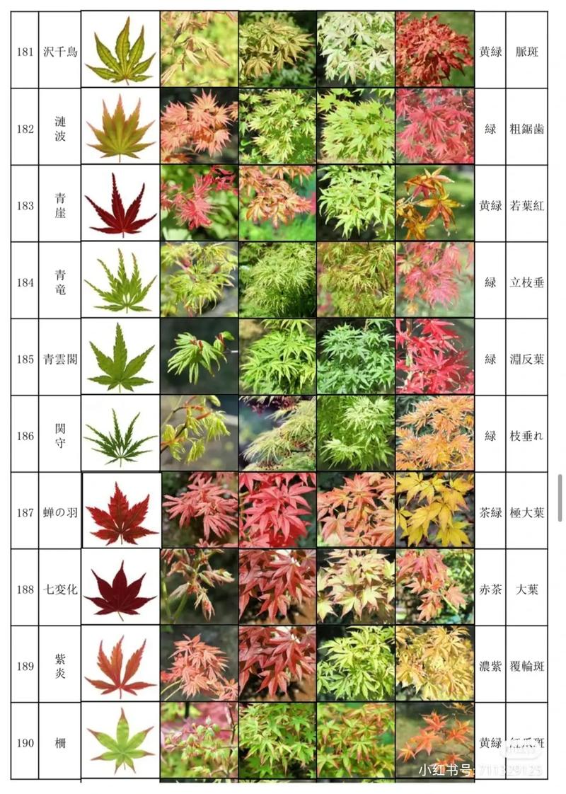 彩叶植物与光照的关系是（彩叶植物与环境的相互关系）-第1张图片-多多自然网