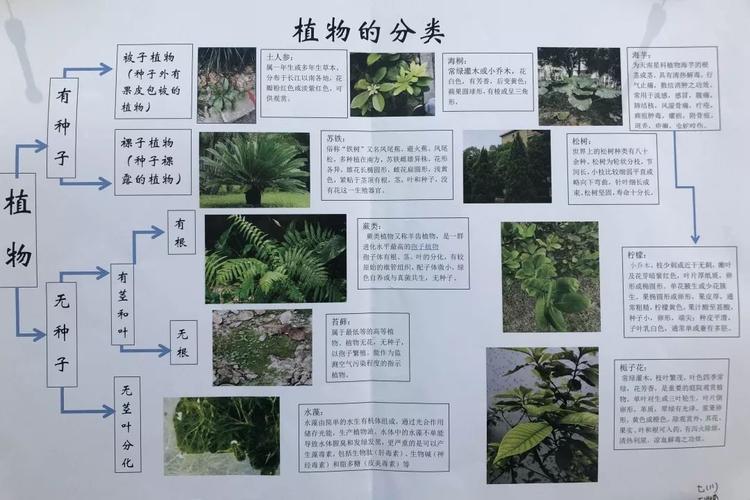 常青植物知识科普（常青 植物）-第5张图片-多多自然网