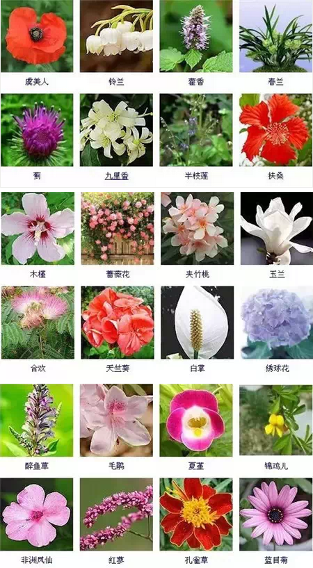 春季蕨类植物养护知识大全（蕨类植物夏季怎么养）-第1张图片-多多自然网