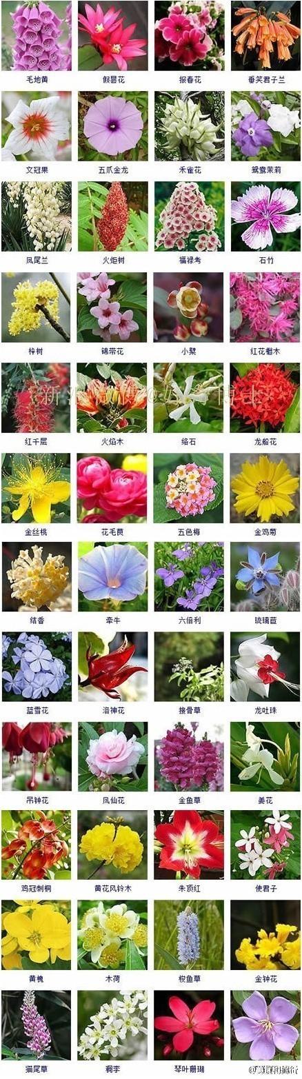 春季蕨类植物养护知识大全（蕨类植物夏季怎么养）-第2张图片-多多自然网