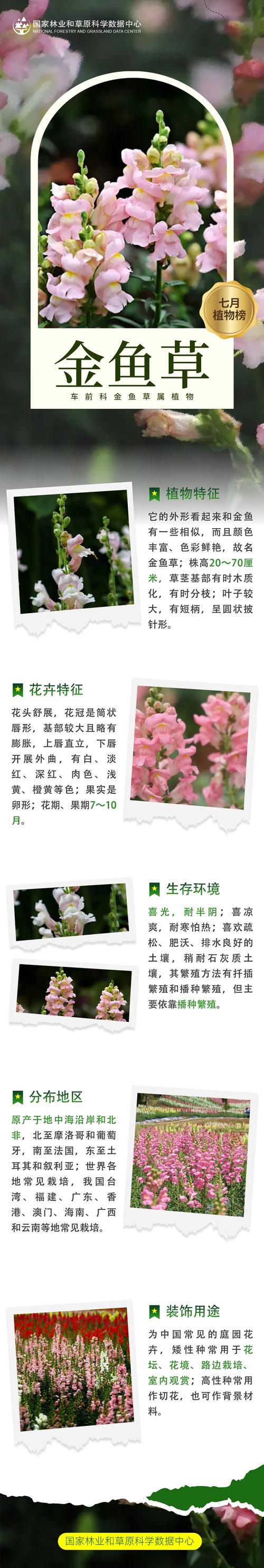 春季蕨类植物养护知识大全（蕨类植物夏季怎么养）-第4张图片-多多自然网