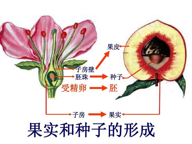 变态植物与果实的关系是什么（植物的变态器官有何生物学意义）-第1张图片-多多自然网