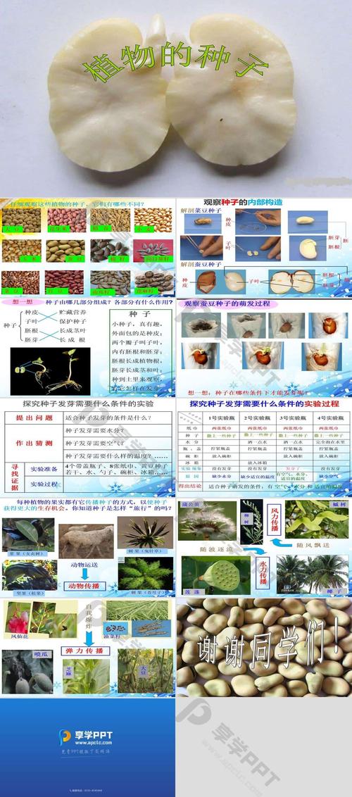 变态植物与果实的关系是什么（植物的变态器官有何生物学意义）-第2张图片-多多自然网