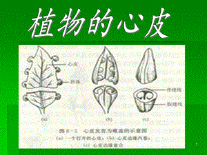 变态植物与果实的关系是什么（植物的变态器官有何生物学意义）-第3张图片-多多自然网