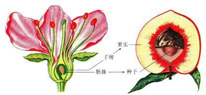 变态植物与果实的关系是什么（植物的变态器官有何生物学意义）-第4张图片-多多自然网