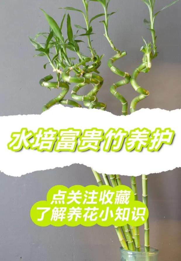 富贵竹植物养护知识大全（富贵竹养植方法）-第3张图片-多多自然网