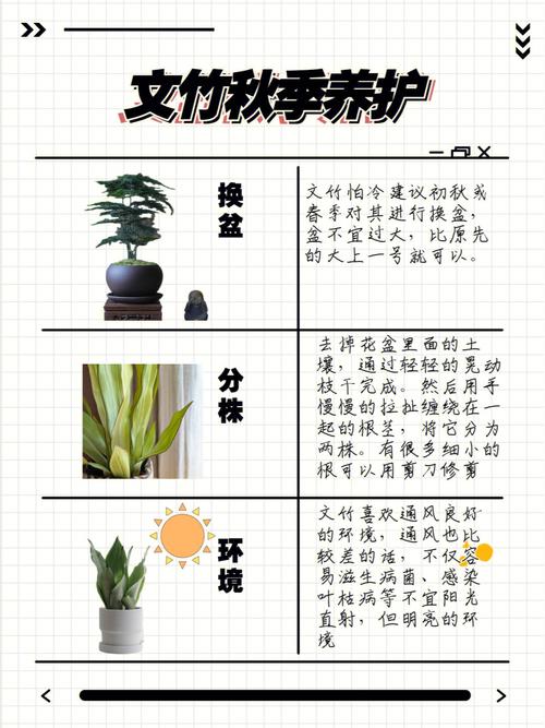 富贵竹植物养护知识大全（富贵竹养植方法）-第6张图片-多多自然网