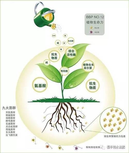 氨基酸与植物呼吸的关系（氨基酸与植物呼吸的关系是）-第2张图片-多多自然网