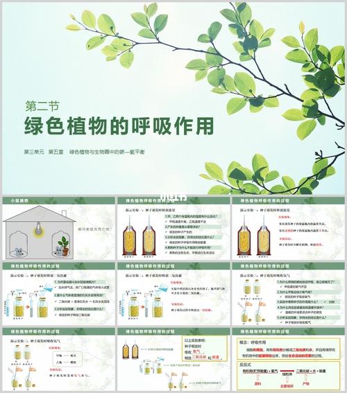 氨基酸与植物呼吸的关系（氨基酸与植物呼吸的关系是）-第3张图片-多多自然网