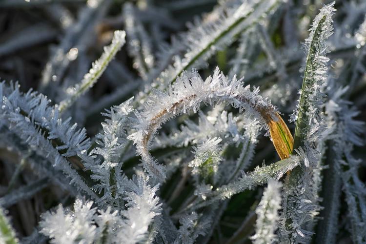 东北越冬绿植怎么养护好（东北地栽花卉自然越冬）-第1张图片-多多自然网