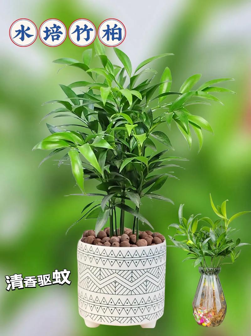 东北越冬绿植怎么养护好（东北地栽花卉自然越冬）-第4张图片-多多自然网