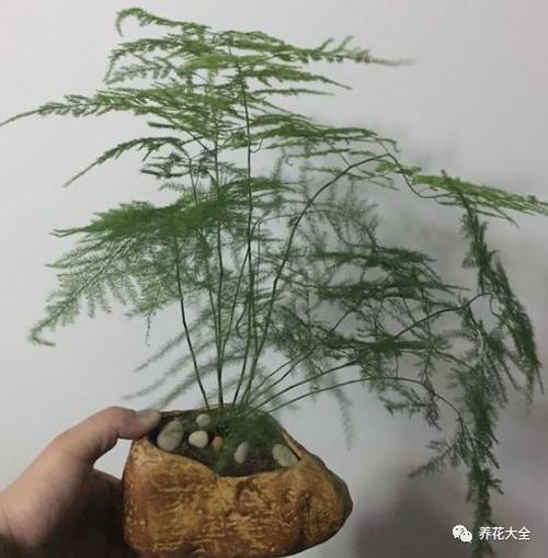 春天植物养护知识（春季植物养护注意事项）-第3张图片-多多自然网