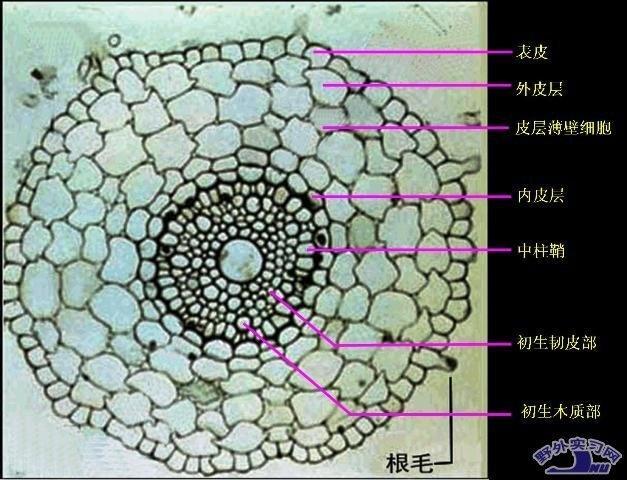 薄壁组织与植物的关系（植物薄壁组织的特点）-第1张图片-多多自然网