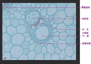 薄壁组织与植物的关系（植物薄壁组织的特点）-第2张图片-多多自然网