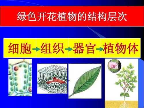 薄壁组织与植物的关系（植物薄壁组织的特点）-第4张图片-多多自然网