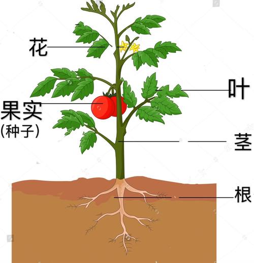 薄壁组织与植物的关系（植物薄壁组织的特点）-第6张图片-多多自然网