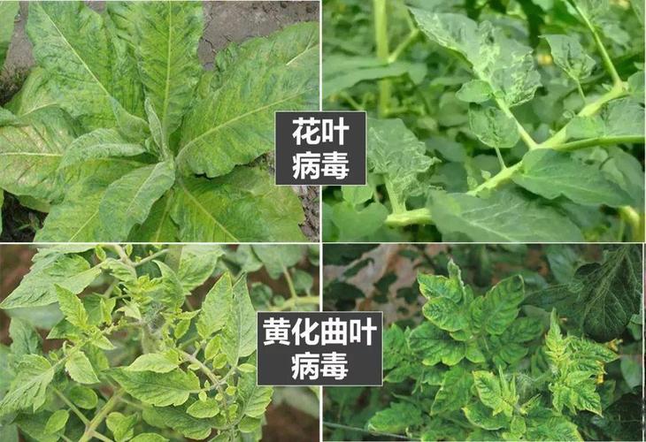 病害与植物营养的关系（植物病与病害的区别）-第4张图片-多多自然网