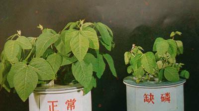 病害与植物营养的关系（植物病与病害的区别）-第5张图片-多多自然网