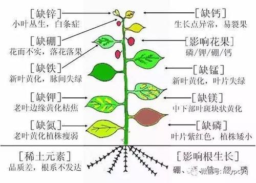 病害与植物营养的关系（植物病与病害的区别）-第6张图片-多多自然网