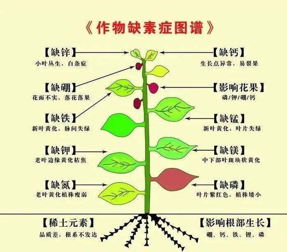 病害与植物营养的关系（植物病与病害的区别）-第7张图片-多多自然网