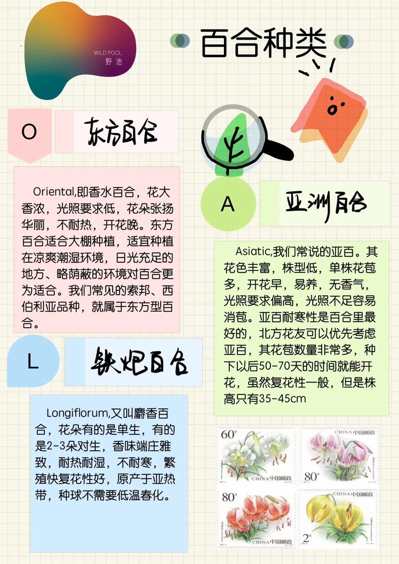 百合花植物养护知识（百合花的养育）-第1张图片-多多自然网