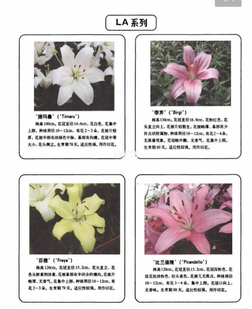 百合花植物养护知识（百合花的养育）-第2张图片-多多自然网