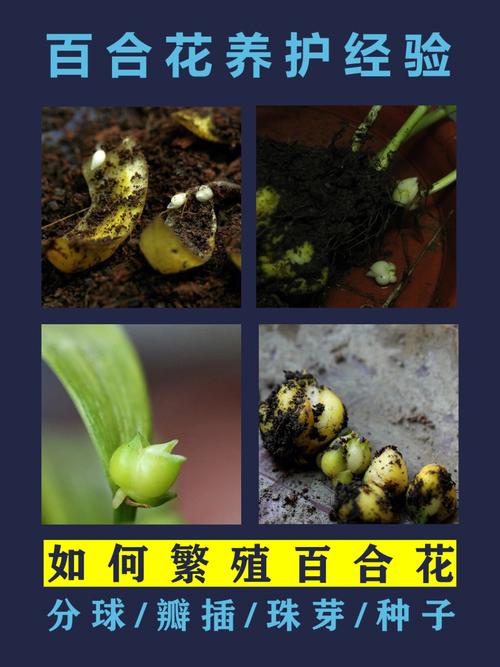 百合花植物养护知识（百合花的养育）-第5张图片-多多自然网