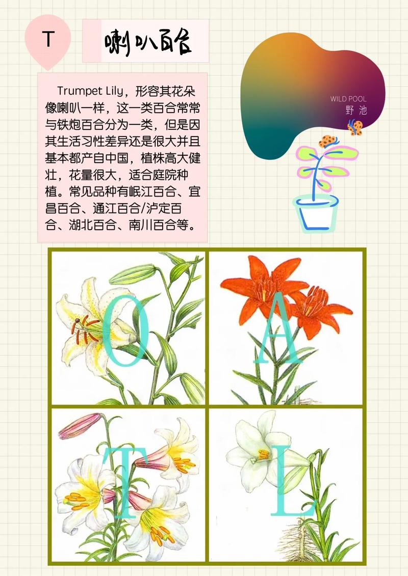 百合花植物养护知识（百合花的养育）-第6张图片-多多自然网