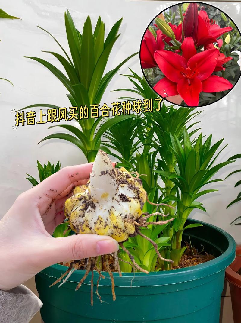 百合花植物养护知识（百合花的养育）-第8张图片-多多自然网