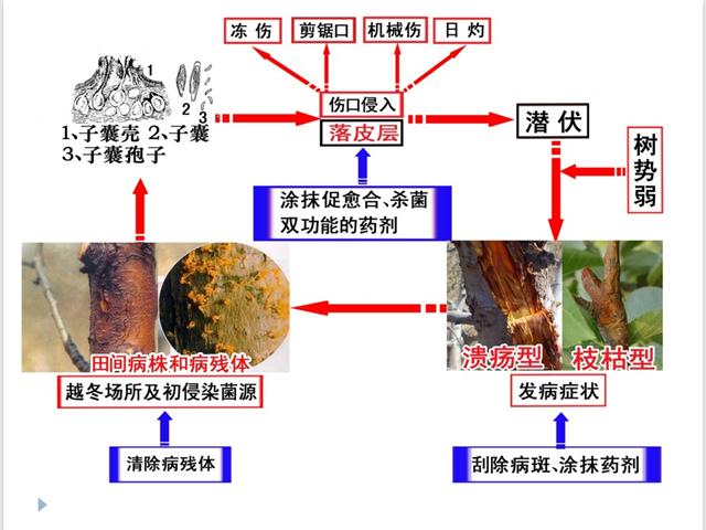 病原菌与植物细胞的关系（病原菌与植物细胞的关系是）-第2张图片-多多自然网