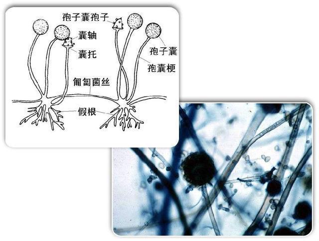 病原菌与植物细胞的关系（病原菌与植物细胞的关系是）-第6张图片-多多自然网