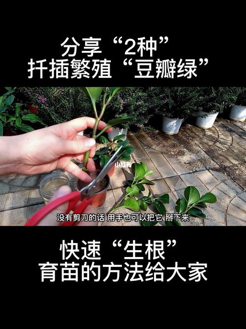 豆瓣绿多肉植物养护知识（豆瓣绿多肉植物养护知识讲解）-第2张图片-多多自然网