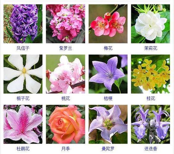 孢子植物介绍科普知识大全（孢子植物图片及简介）-第4张图片-多多自然网