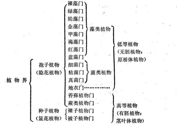 大自然与植物的关系（植物与大自然和谐共处的手抄报）-第1张图片-多多自然网