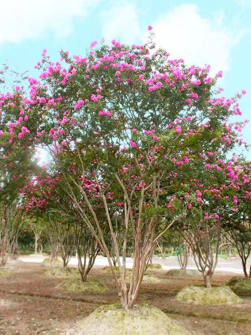 芙蓉菊木本植物养护知识（芙蓉菊木本植物养护知识大全）-第1张图片-多多自然网